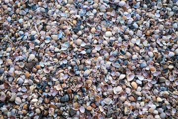 Sea shells background