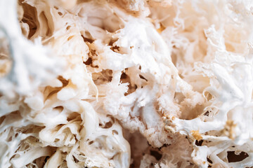 Close up of hericium erinaceus or Lions mane mushroom. Medical mushroom concept © stivog