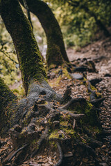 wild mountain forests green edges uncharted trails