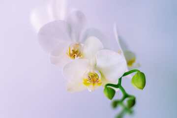 Fototapeta na wymiar Orchid flower Phalaenopsis on white background