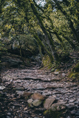 wild mountain forests green edges uncharted trails