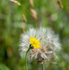 Goat's-beard (Tragopogon pratensis) flower and seedhead