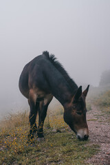 Wild animals grazing on a green meadow