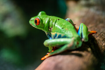 Red Eyed Tree Frog