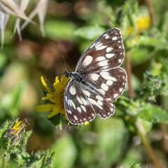 Papillon - Butterfly
