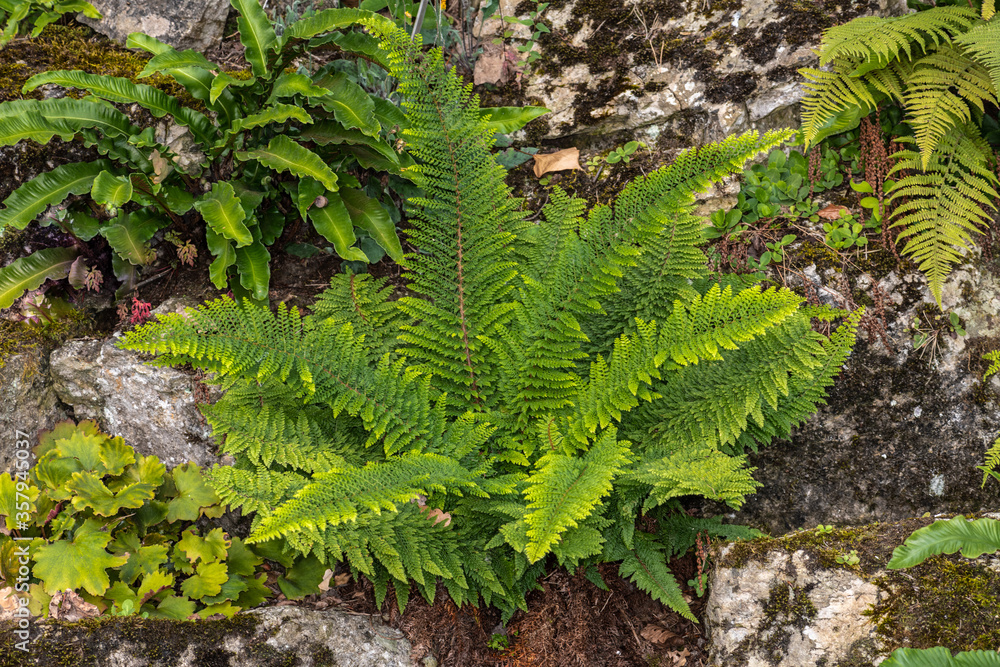 Wall mural Polystichum setiferum 'Herrenhausen'