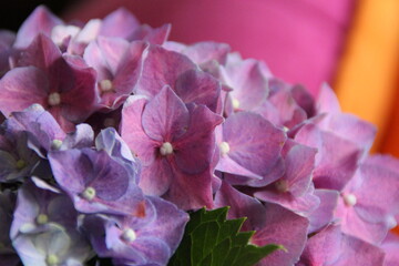 hortensja kwiaty fiolet roz kwitnienie macro 