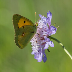 Papillon - Butterfly