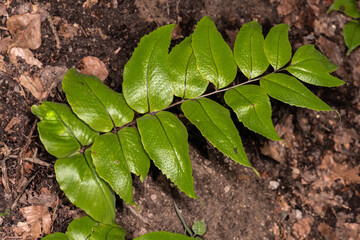 Big Leaf Sword Fern (Polystichum macrophyllum)