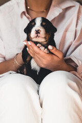 Bernese mountain dog puppy in female hands, care for animals, newborns