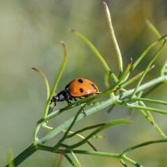coccinelle - ladybug