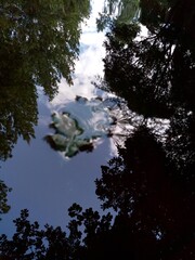 reflection of a leaf in water