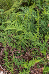 Fern (Polypodium interjectum)