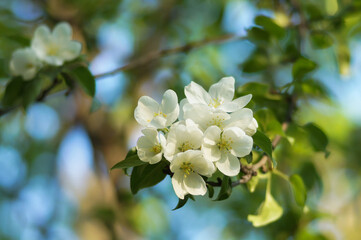 A branch with apple blossoms against the sky. Background with color of apple tree
