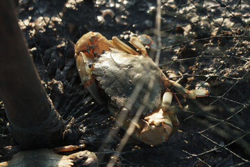 Close up crab in the net