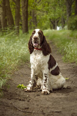 A beautiful English Springer Spaniel dog breed sits on a track in a park on a hot summer day. Hunting dog breed during a walk. Head shot.