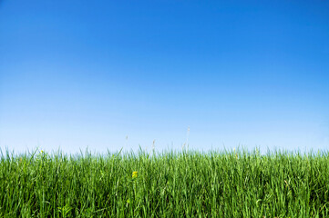 Young green grass grows in a meadow against a blue sky. Summer template for design.