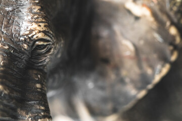 elephant toy close up