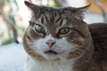 Cat with beautiful green eyes