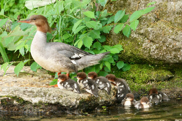 カワアイサの親子