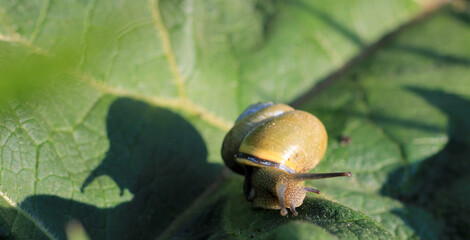 Snail shadow on the leaf © dendodyd