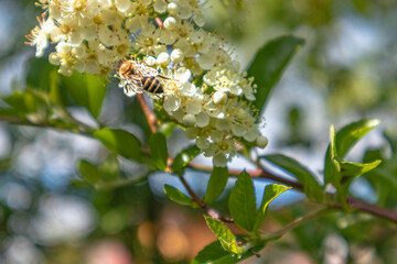 white cherry blossom