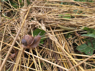 Snail in the dried grass