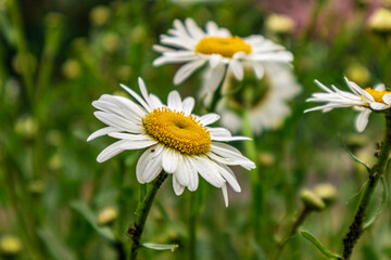 White Flowers In Garden
