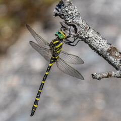 dragonfly - libellule