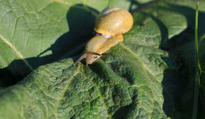 Little snail shadow on the leaf © dendodyd