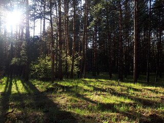 morning in the forest