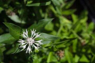 White cornflower on a nice, natural, green blurred background. Shot from above.