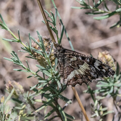 Papillon - Butterfly