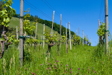 A vineyard with rows of vines in early summer