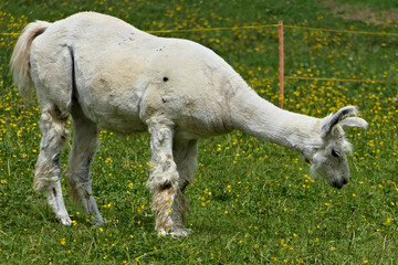 Portrait of a white shorn domesticated lama in side close-up