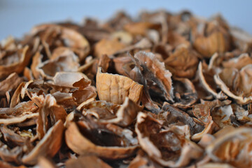 The shell of walnuts are beautiful 