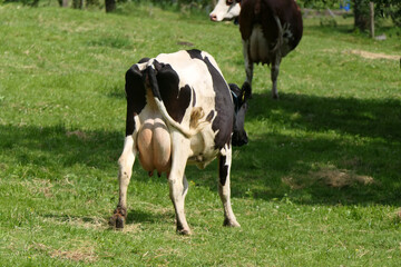 Black and white cow with a bulging udder full of milk on a juicy pasture