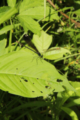 Black and Blue Damsel Fly