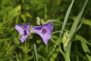 Close Up of Purple Spiderwort