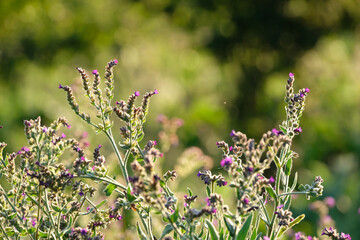 Multi colored bokeh and purple common bugloss or alkanet flowers.