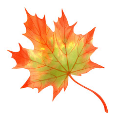 Hand drawn watercolor of maple leaf isolated on white background. Illustration of autumn plant for invitation, print or greeting cards.