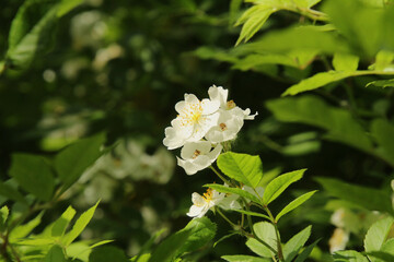 White Wild Flowers