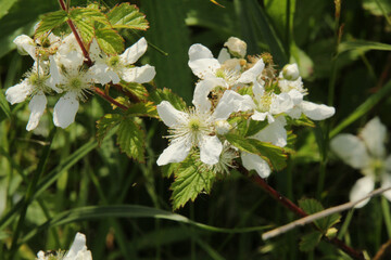 White Wildflowers