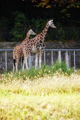 キリン