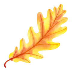 Hand drawn watercolor of  oak leaf isolated on white background. Illustration of autumn plant for invitation, print or greeting cards.