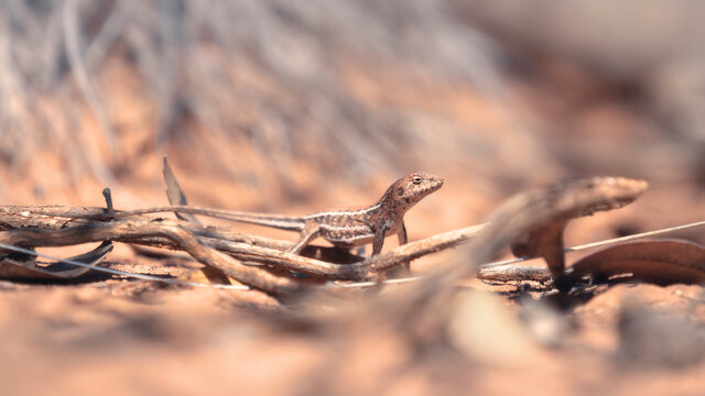 Mallee dragon (Ctenophorus spinodomus)  in mallee habitat showing disruptive coloration and camouflage