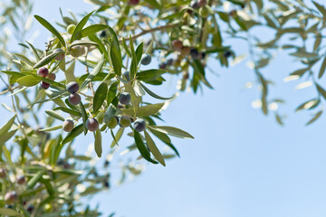Branch of the olive tree with fruits and leaves. Natural green background with selective focus. Crop for the production of olive oil