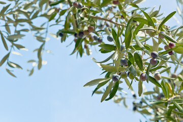 Branch of the olive tree with fruits and leaves. Natural green background with selective focus. Crop for the production of olive oil