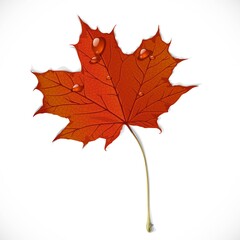 Red autumn maple leaf isolated on a white background