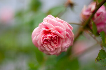 Pink rose on a bush. Flower in the garden.